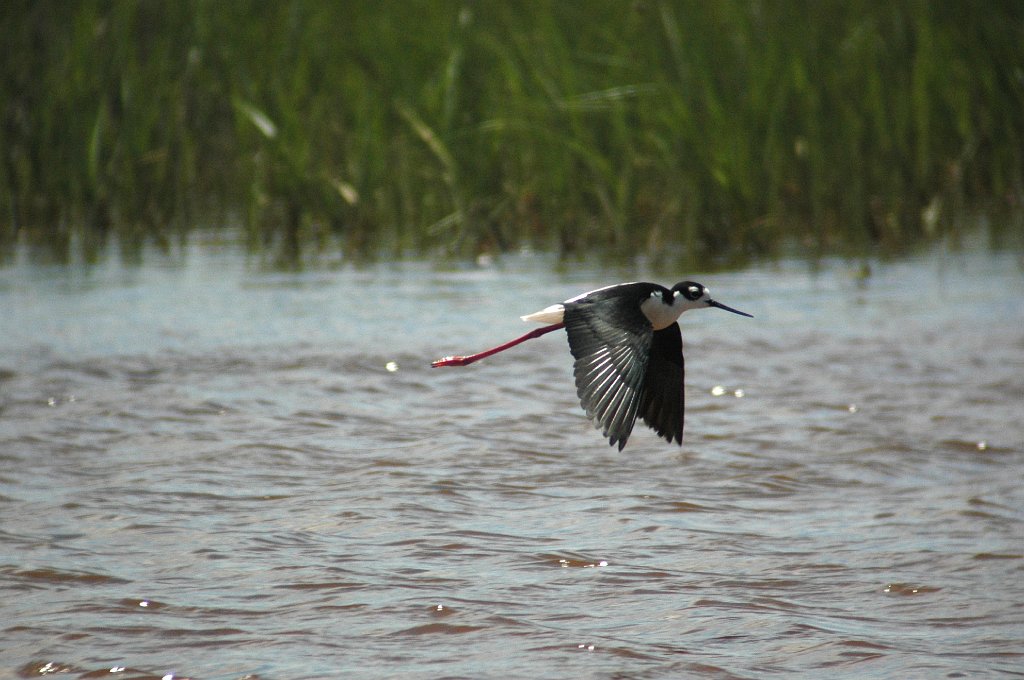 Stilt, Black-necked, 2005-06011125 Bear River MBR, UT.jpg